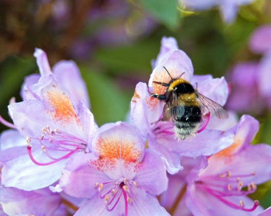 Garden bumblebee on rhododendron